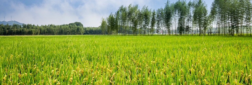 外來(lái)物含量測(cè)定